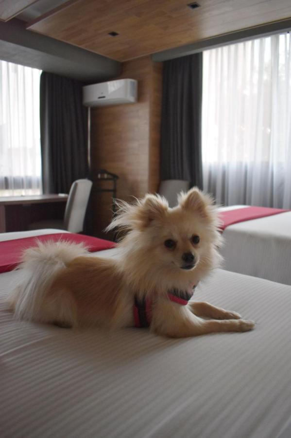 Deluxe Queen Suite