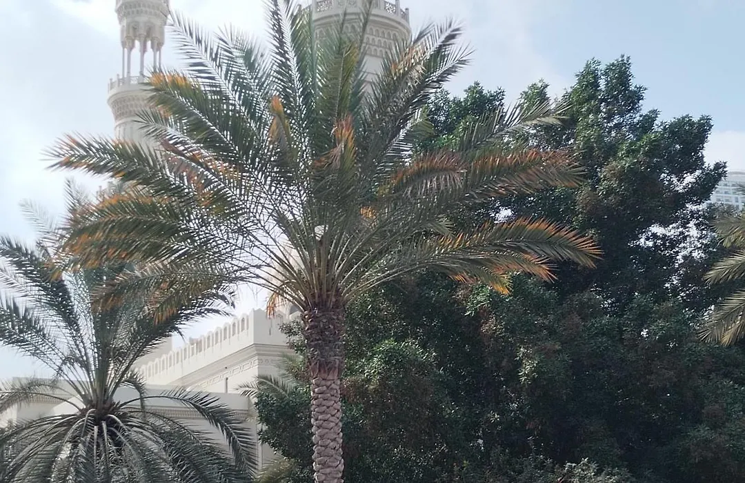 Muscat Tower-1