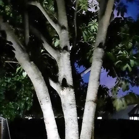 El Mamey-3