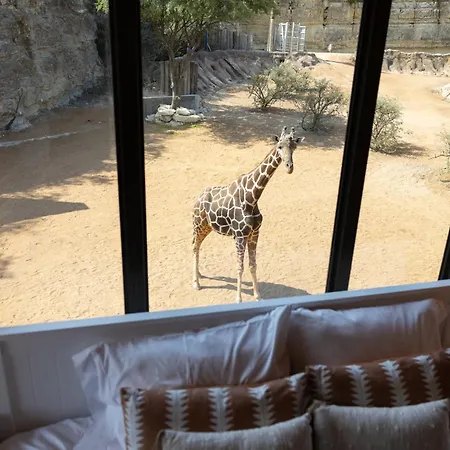 San Antonio Zoo - Spekboom Giraffe Lodge-2