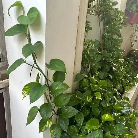 2Bhk Chandra Jyoti Villa Nit Garden Nagpur-3