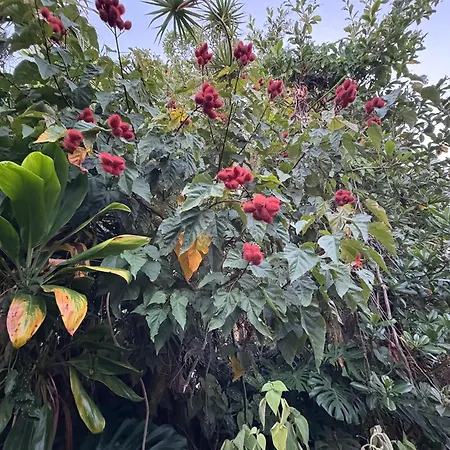 Hawaiian Ohana Home-2