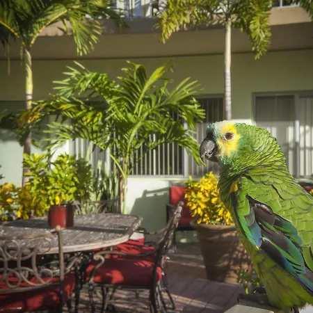 The Big Coconut Guesthouse - Gay Men'S Resort-3